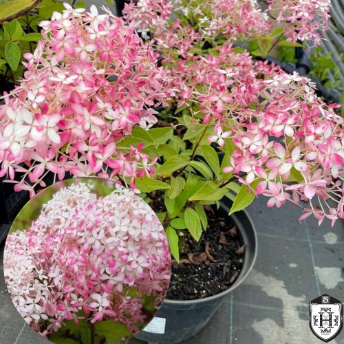Hydrangea paniculata 'Royal Flower' - Aedhortensia 'Royal Flower' C1/1L